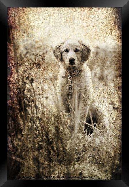 grunge puppy on a chain Framed Print by meirion matthias