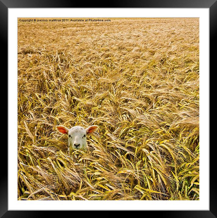 lamb with barley Framed Mounted Print by meirion matthias