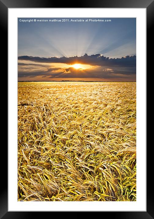 barley at sunset vertical Framed Mounted Print by meirion matthias
