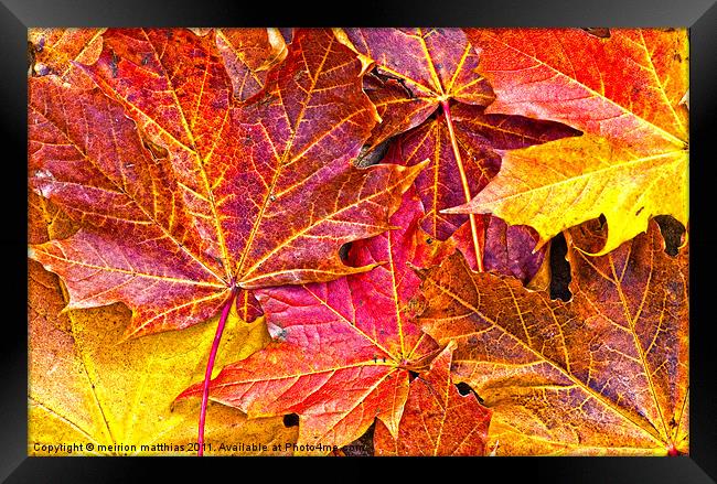 Maple the king of autumn Framed Print by meirion matthias
