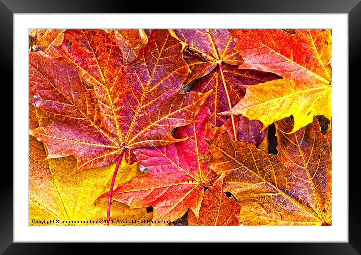 Maple the king of autumn Framed Mounted Print by meirion matthias