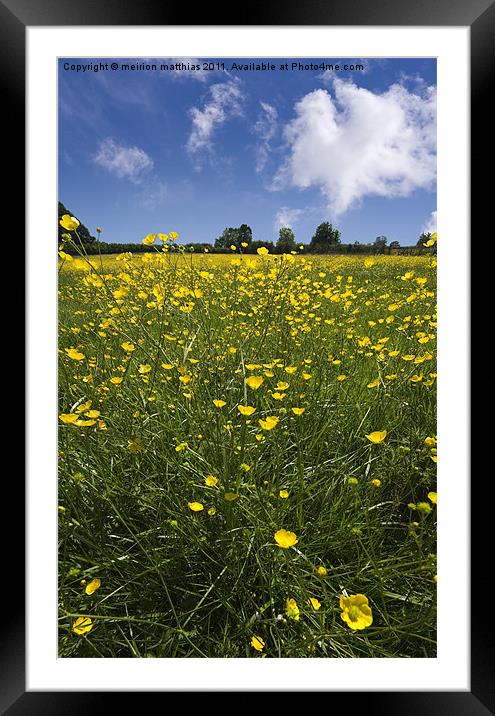 summer meadow Framed Mounted Print by meirion matthias
