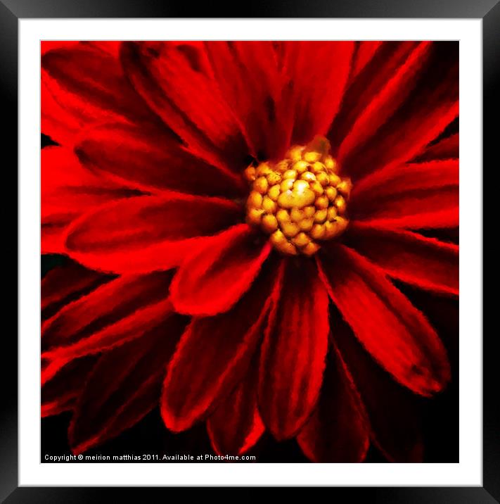 painted dahlia Framed Mounted Print by meirion matthias