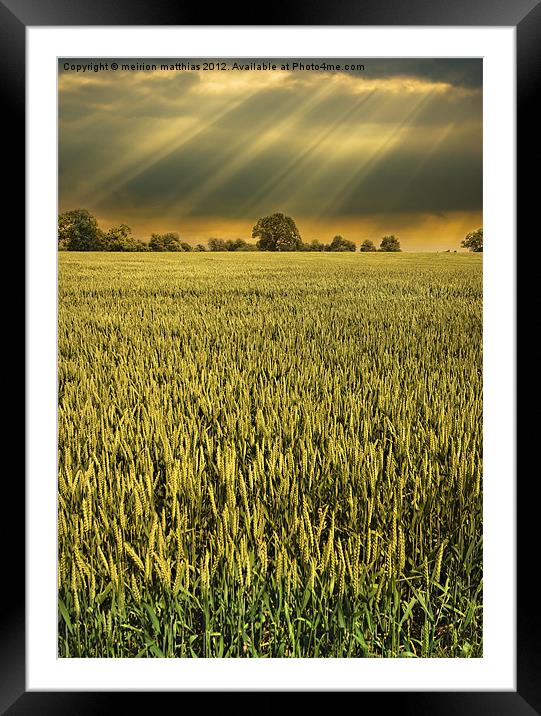 drama in the barley field Framed Mounted Print by meirion matthias