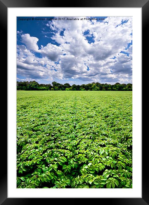 regimented potato field Framed Mounted Print by meirion matthias