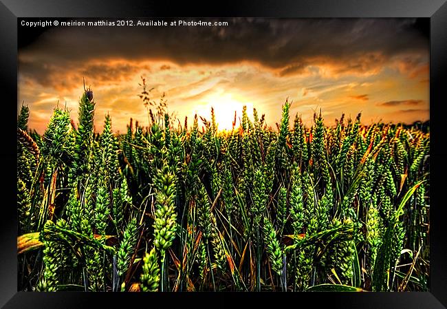 sunset with wheat Framed Print by meirion matthias