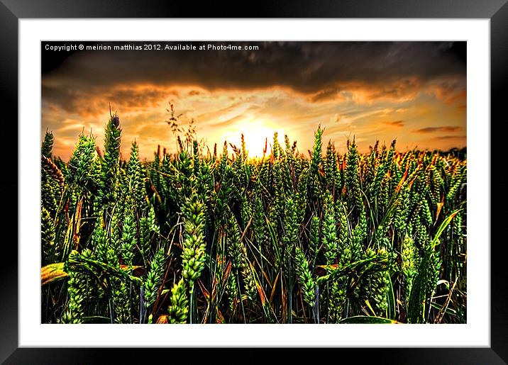 sunset with wheat Framed Mounted Print by meirion matthias