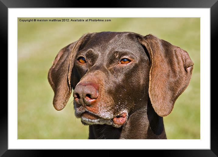 german short-haired pointer Framed Mounted Print by meirion matthias