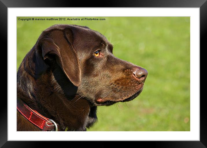 chocolate labrador Framed Mounted Print by meirion matthias