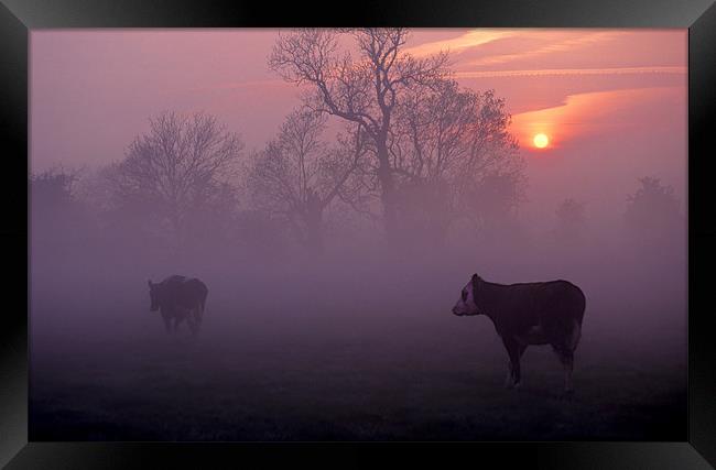 cows at sunrise Framed Print by meirion matthias