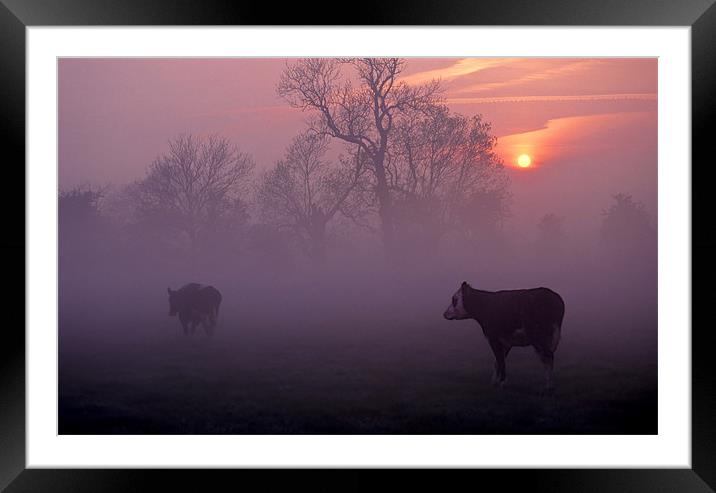 cows at sunrise Framed Mounted Print by meirion matthias