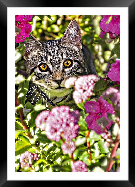 floral feline Framed Mounted Print by meirion matthias