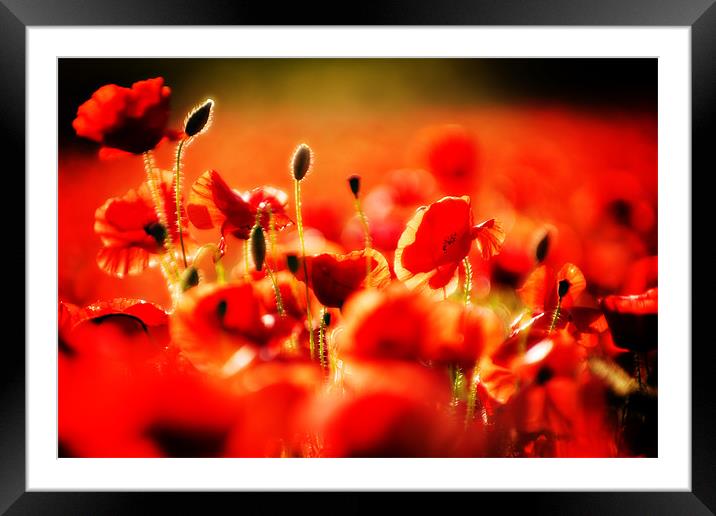 dreaming of poppies Framed Mounted Print by meirion matthias