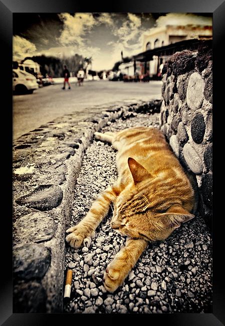 alley cat siesta in grunge Framed Print by meirion matthias