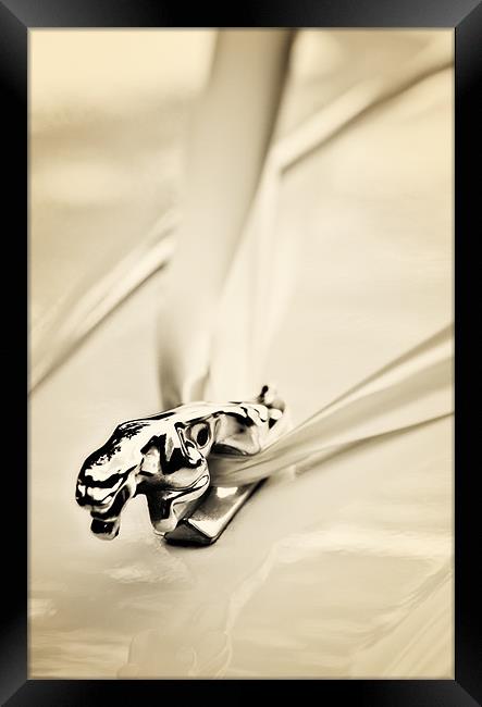 jaguar wedding car Framed Print by meirion matthias