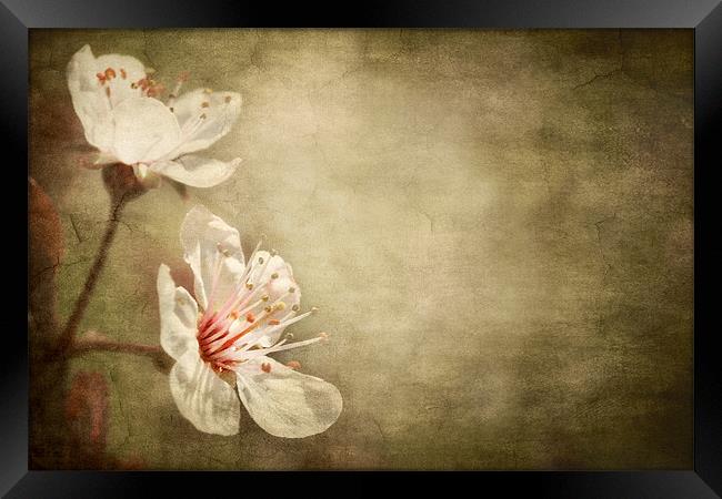cherry blossom Framed Print by meirion matthias