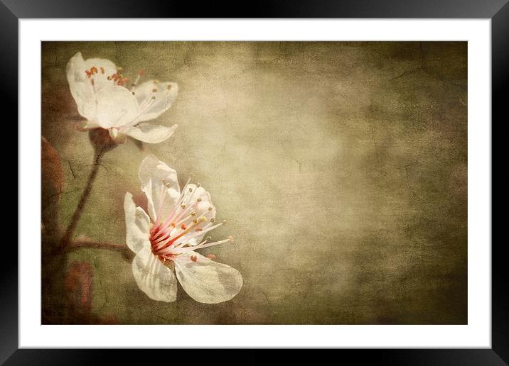 cherry blossom Framed Mounted Print by meirion matthias