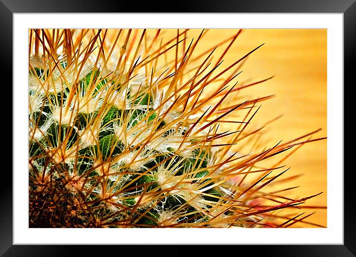 spikey Framed Mounted Print by meirion matthias