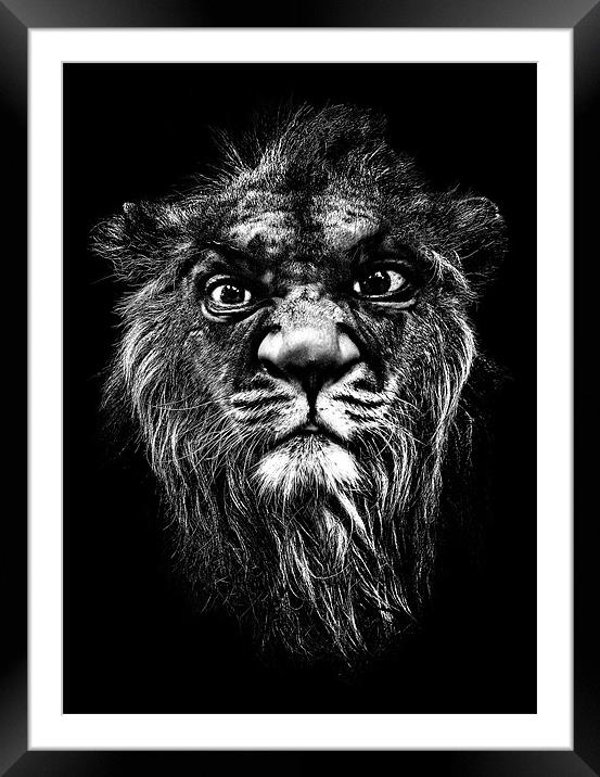 a portrait of the artist as a young lion Framed Mounted Print by meirion matthias