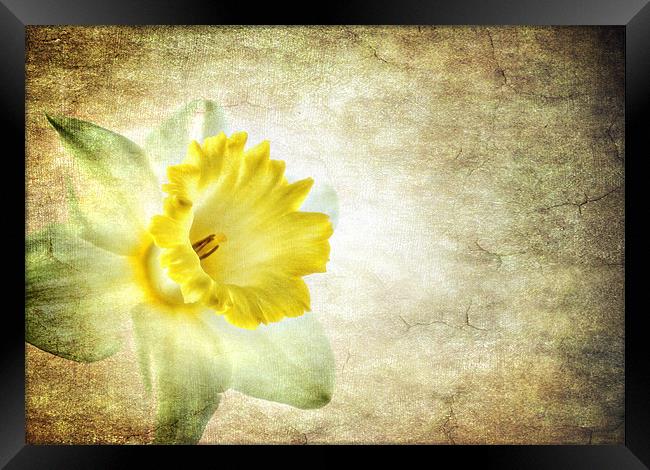 the daffodil Framed Print by meirion matthias