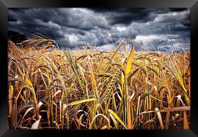 storm over wheat Framed Print by meirion matthias