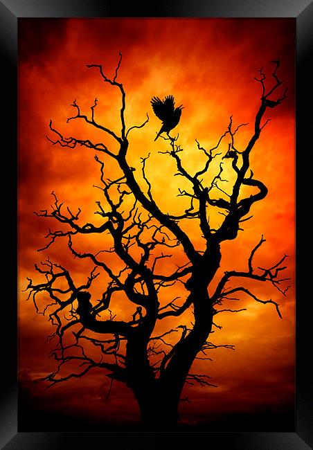 The Raven Framed Print by meirion matthias