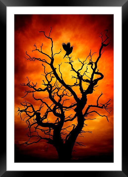 The Raven Framed Mounted Print by meirion matthias