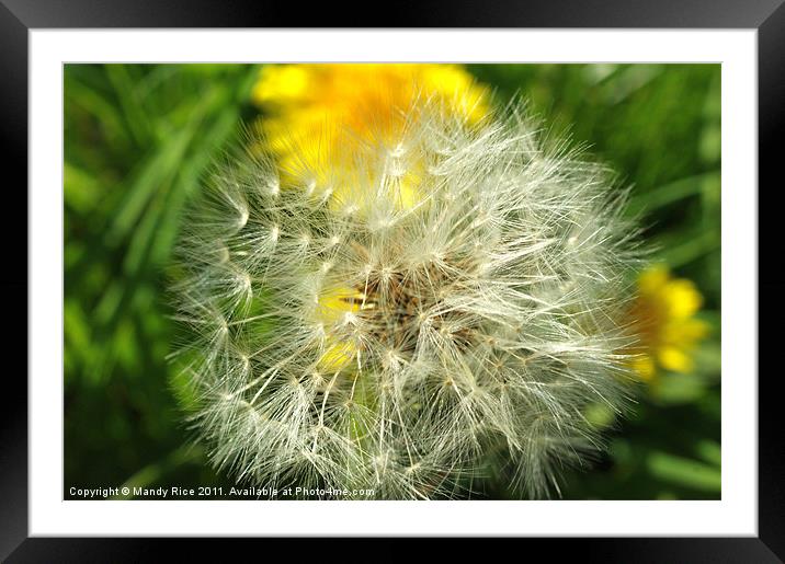 Dandelion Seed Head Framed Mounted Print by Mandy Rice