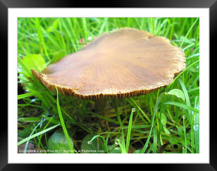 Flat top fungus Framed Mounted Print by Mandy Rice