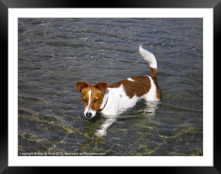 Jack Russell dog in the sea Framed Mounted Print by Mandy Rice