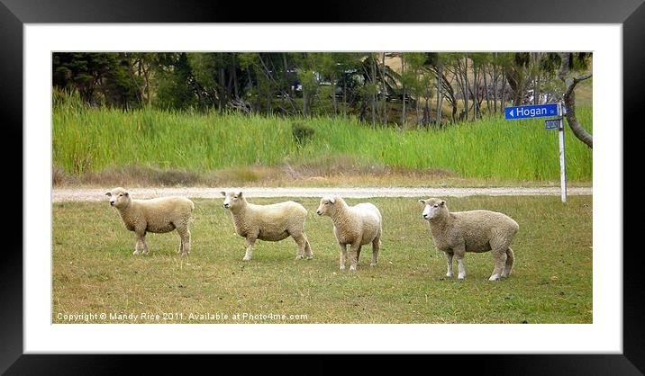 Four sheep Framed Mounted Print by Mandy Rice