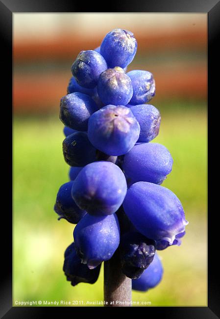 Grape Hyacinth (muscari armeniacum) Framed Print by Mandy Rice