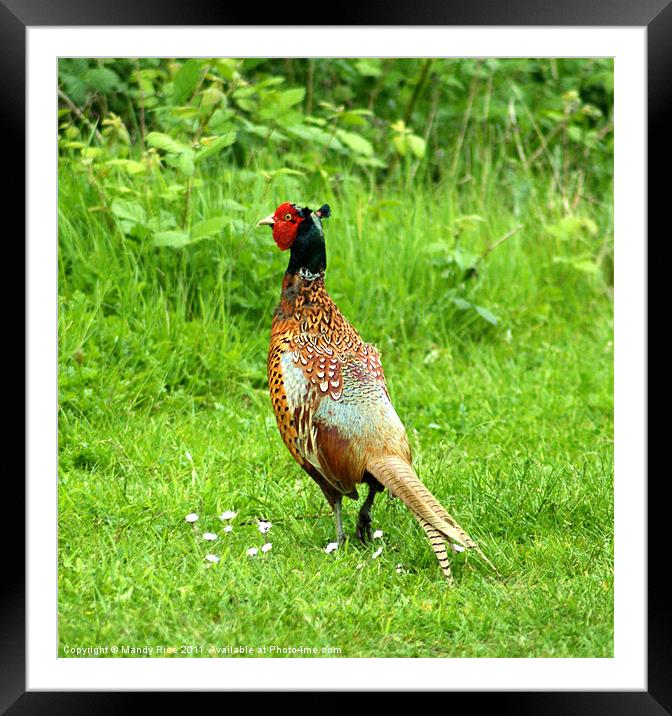 Pheasant Framed Mounted Print by Mandy Rice
