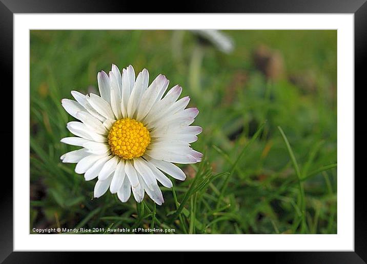 Daisy Framed Mounted Print by Mandy Rice