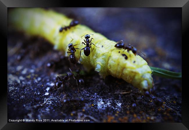 Ants crawling on a catapillar Framed Print by Mandy Rice