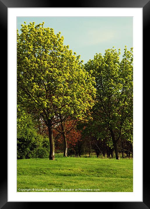 Trees are green Framed Mounted Print by Mandy Rice
