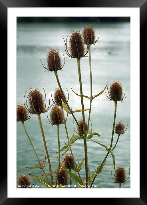 Teasle (Dipsacaceae) Framed Mounted Print by Mandy Rice
