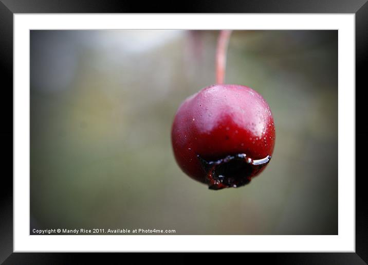 Single red berry Framed Mounted Print by Mandy Rice