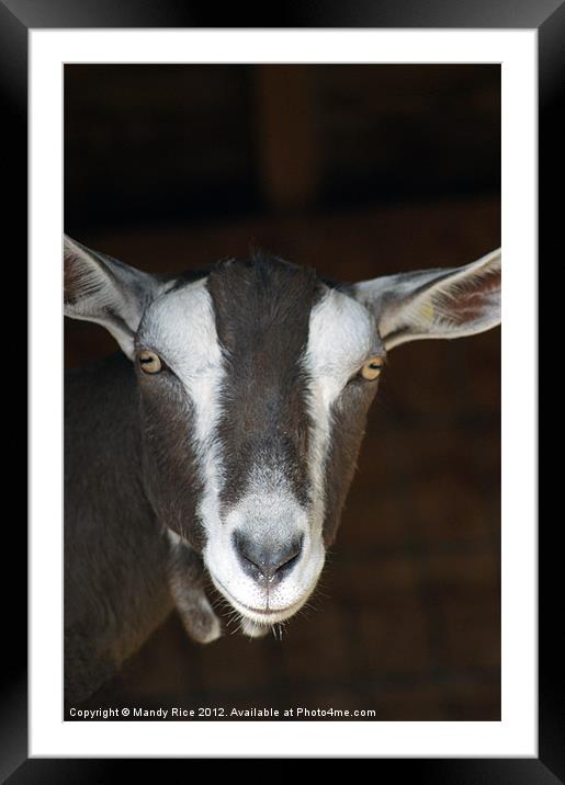 Goats portrait Framed Mounted Print by Mandy Rice