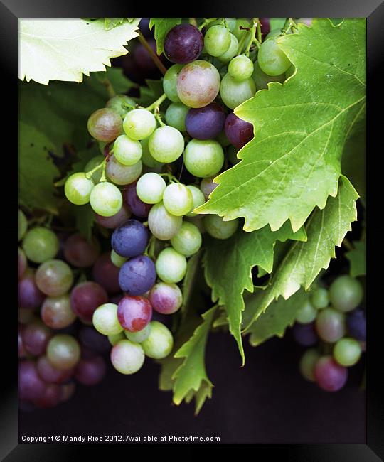 Grapes on the vine Framed Print by Mandy Rice
