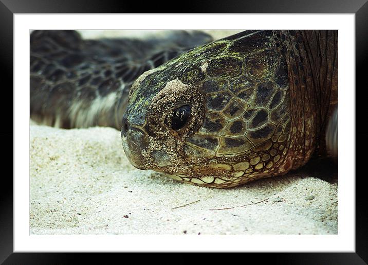Barrier Reef Green Sea Turtle Framed Mounted Print by Mandy Rice