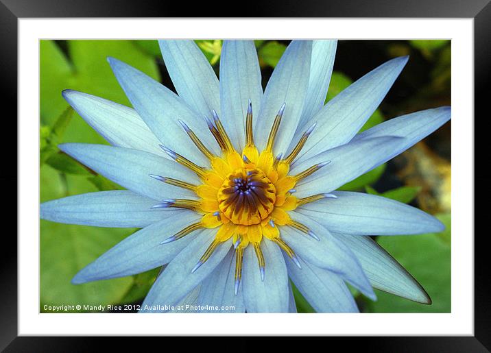 Sky Blue Aster Framed Mounted Print by Mandy Rice