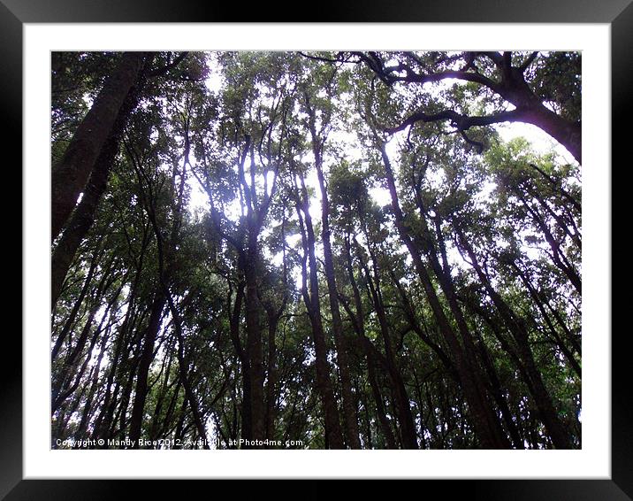 Looking up through trees Framed Mounted Print by Mandy Rice