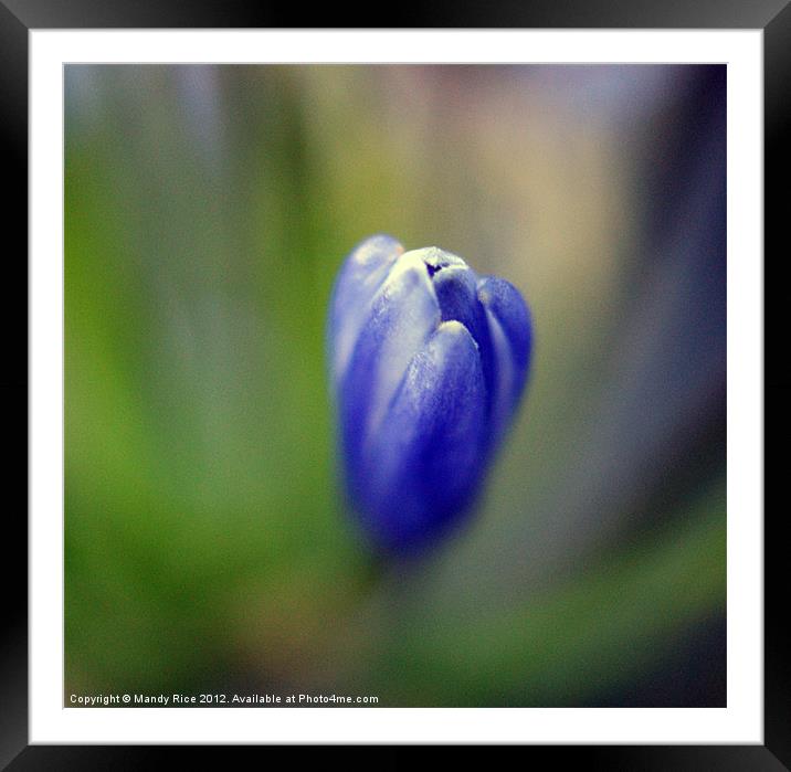 Blue flower bud Framed Mounted Print by Mandy Rice