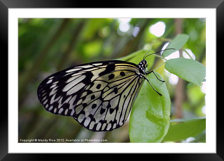 A Black n White Butterfly Framed Mounted Print by Mandy Rice