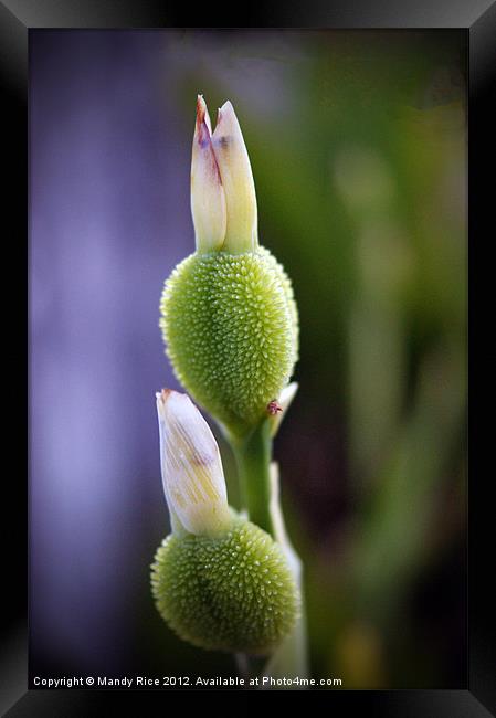Plant in bud Framed Print by Mandy Rice