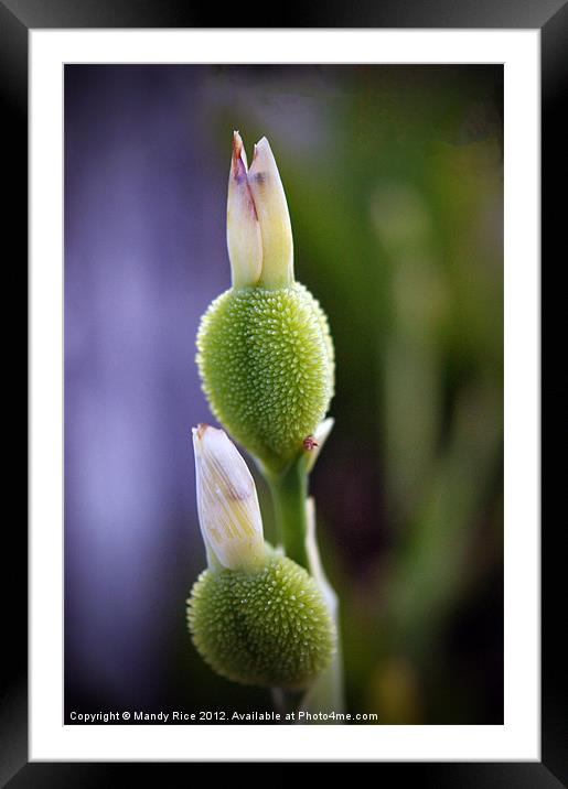 Plant in bud Framed Mounted Print by Mandy Rice