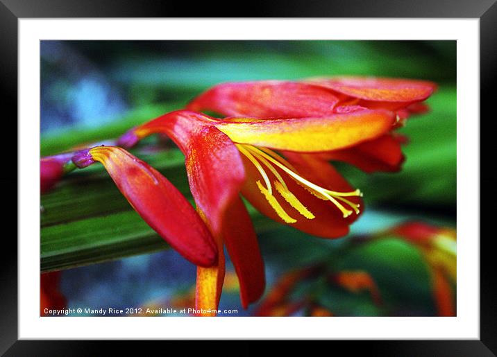 Colourful Flower Framed Mounted Print by Mandy Rice