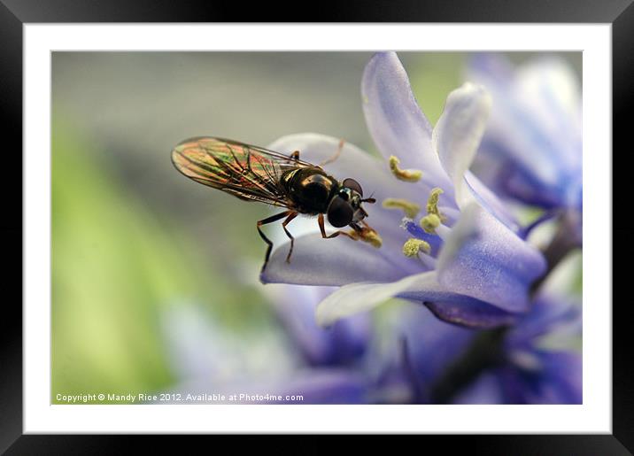 Fly licking flower stamen Framed Mounted Print by Mandy Rice