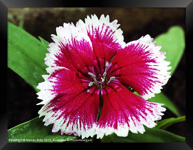 Dianthus flower Framed Print by Mandy Rice